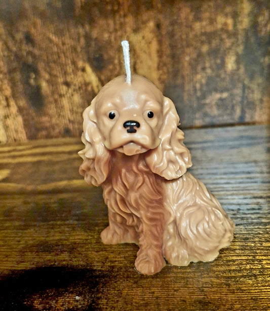 Cavalier King Charles Spaniel